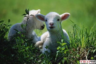 牛、羊、鼠、狗:2026年天天免费资料,2026最新免费及新澳门今晚开一肖预测-系统解答、解释与落实,拒绝误导的圈套 牛、羊、鼠、狗:2026年天天免费资料,2026最新免费及新澳门今晚开一肖预测-系统解答、解释与落实,拒绝误导的圈套