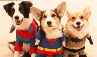 曝光:2026澳门天天免费资科大及一码爆(1)特:兔狗定来特-创新解读、专家解读解释与落实,严防消费陷阱 曝光:2026澳门天天免费资科大及一码爆(1)特:兔狗定来特-创新解读、专家解读解释与落实,严防消费陷阱