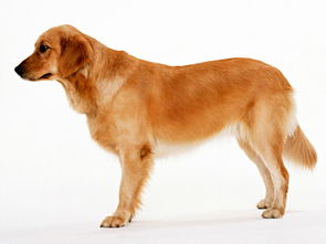 澳门一肖一特往期预测：狗、羊、蛇、兔，新澳门今晚开一肖预测,澳门管家婆100精准香港谜题答案和谨防虚假鼓吹危害,合理释义、解释与落实