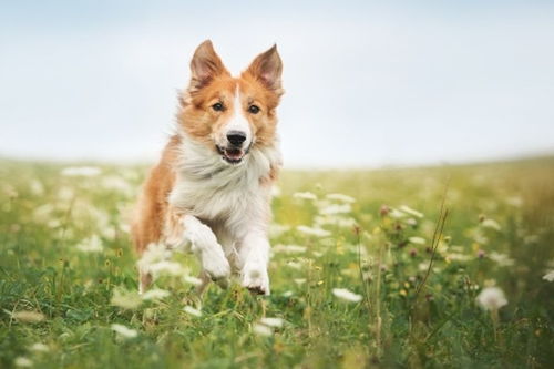 龙、猪、兔、狗:王大仙资料大全最新与2025资料大全800图库启发释义、专家解析解释与落实​-抵制虚假诱导套路