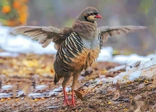 拆穿:77777788888精准新疆：虎、兔、鸡、鼠,7777788888准新传真112,小心误导宣传风险-行业释义、解释与落实