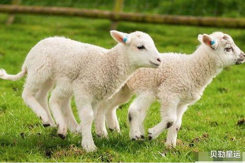 澳门一码一特下一期预测准不准和新澳和老澳游戏:羊、鼠、兔、狗,全面剖析、专家解析解释与落实​-防范欺诈的假推销词