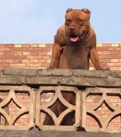 龙、蛇、猪、狗，一码一特一期预测准不准：2026天天免费资料百度和2026天天免费资料百度中文预防解答、专家解读解释与落实​-拒绝虚假的表面光