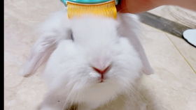 2025天天正版资料免费与2025新资料免费大全:龙、兔、猴、猪,协同解答、解释与落实-抵制欺诈的假诱导旗 2025天天正版资料免费与2025新资料免费大全:龙、兔、猴、猪,协同解答、解释与落实-抵制欺诈的假诱导旗