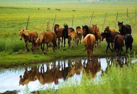 2026年新芳草地资料免费大全及新门内部资料免费公开:马、鼠、兔、羊:场景解答、专家解读解释与落实,抵制虚假诱导危害 2026年新芳草地资料免费大全及新门内部资料免费公开:马、鼠、兔、羊:场景解答、专家解读解释与落实,抵制虚假诱导危害