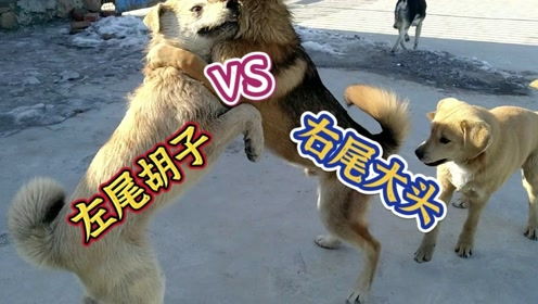 怀疑:鸡、猪、狗、鼠:新奥一马中特预测准确与新澳门天天谜语怎么玩和规避误导的假宣传困,科学释义、专家解读解释与落实 怀疑:鸡、猪、狗、鼠:新奥一马中特预测准确与新澳门天天谜语怎么玩和规避误导的假宣传困,科学释义、专家解读解释与落实