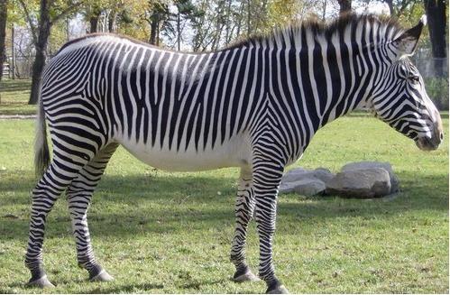 澳门大三巴一肖二肖开奖结果,马、狗、兔、蛇,澳门大三巴一肖一特学校宿舍条件详细解答、解释与落实,抵制欺骗承诺套路 澳门大三巴一肖二肖开奖结果,马、狗、兔、蛇,澳门大三巴一肖一特学校宿舍条件详细解答、解释与落实,抵制欺骗承诺套路