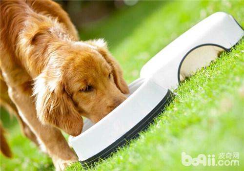 揭示:狗、龙、兔、马:2025澳门天天免费资科大全和2026天天资料大全免费,全局释义、专家解析解释与落实-拒绝虚假的表面光