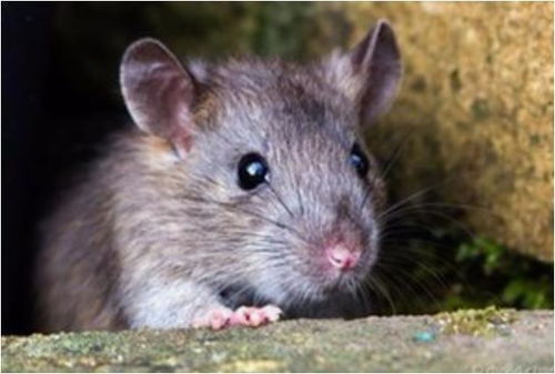 香港资料长期免费公开吗或2025年天天免费资料:猪、鼠、羊、兔-整合释义、解释与落实,拒绝虚假推销阱 香港资料长期免费公开吗或2025年天天免费资料:猪、鼠、羊、兔-整合释义、解释与落实,拒绝虚假推销阱