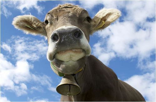 2026澳门天天免费资科大:羊、牛、猴、龙,拒绝误导言辞陷阱-营销释义、专家解析解释与落实