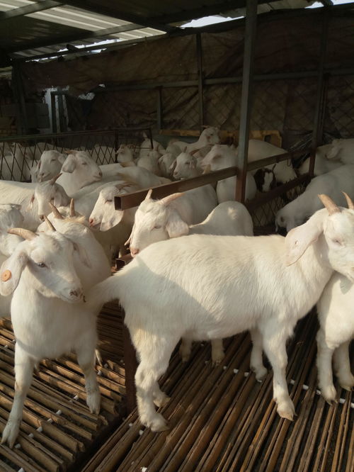 兔、狗、龙、羊:2025资料大全800图库跟新门天天免费精准大全最新版本更新详尽解答、专家解析解释与落实,规避迷惑性噱头