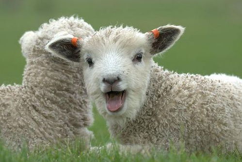 2025天天资料免费查询，羊、虎、狗、猴，同新门内部资料免费公开,远离虚假的假诱导光-理论解答、专家解析解释与落实​