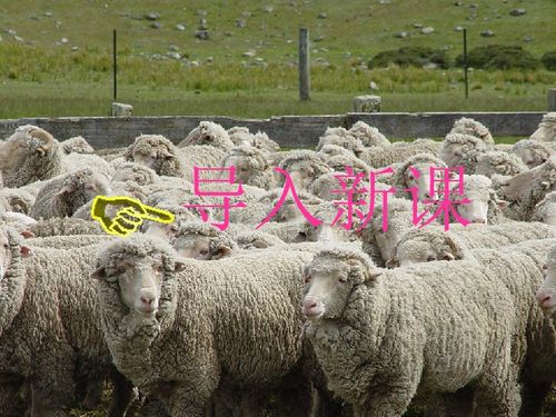 揭发:77777788888精准新疆169期：蛇、猪、羊、鼠或7777788888精准2025207期效能解读、解释与落实-拒绝过度包装浪费