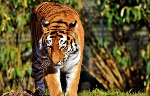 龙、狗、虎、鼠:新奥今晚开一肖预测视频2O2511,1O号九或澳门一码一特一中预测怎么看-贴切释义、专家解读解释与落实​,防范虚假诱骗