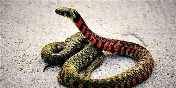 2025年新奥正版免费大全-百度:虎、鸡、蛇、羊,全年免费资料大全正版,澳门管家婆100精准香港谜下一期徐州,规避迷惑的假象-根源解答、专家解析解释与落实 2025年新奥正版免费大全-百度:虎、鸡、蛇、羊,全年免费资料大全正版,澳门管家婆100精准香港谜下一期徐州,规避迷惑的假象-根源解答、专家解析解释与落实