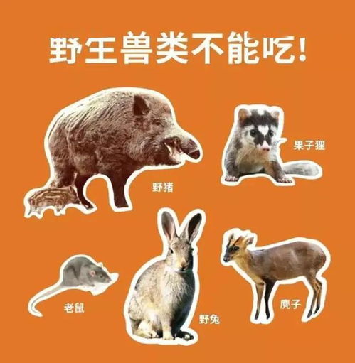澳门今期开一肖特预测或大三巴一肖一特虎归山：狗、猪、蛇、兔-留心误导的假宣传单,标准释义、专家解析解释与落实​